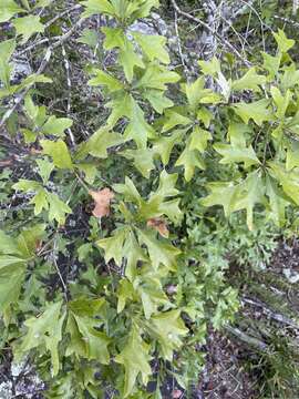 Image of Georgia Oak