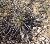 Image of plains yucca