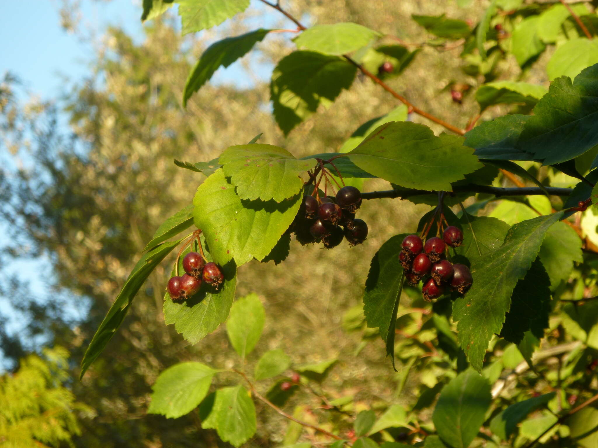 Image of black hawthorn