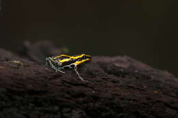 Image of Amazonian Poison Frog