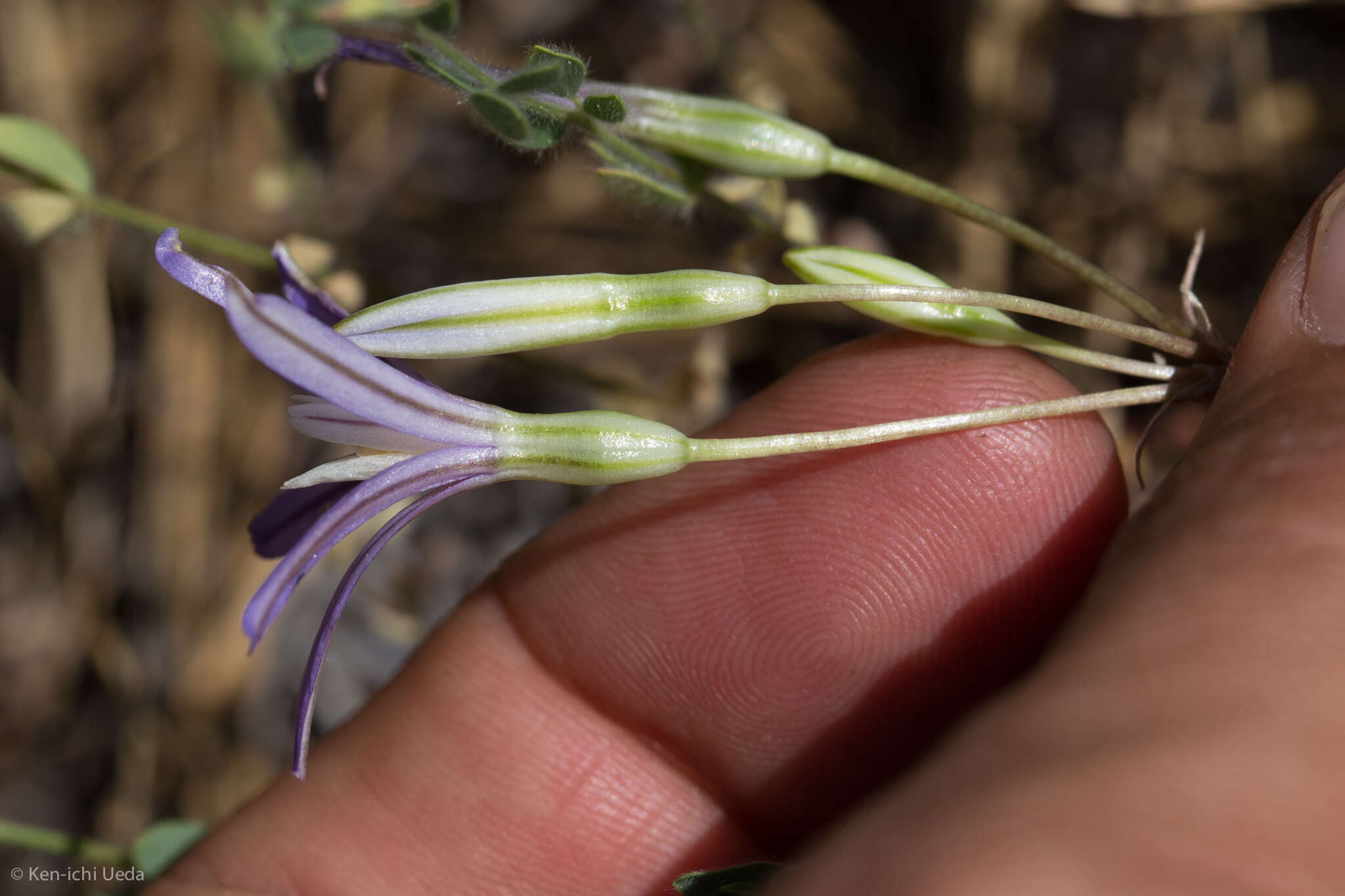 Image of Dwarf Brodiaea