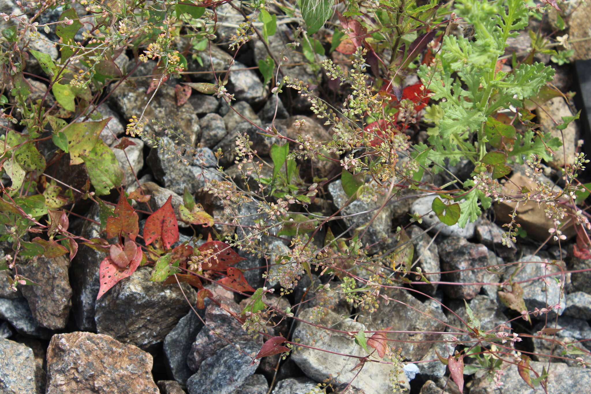 Image of narrow-leaved pepperwort