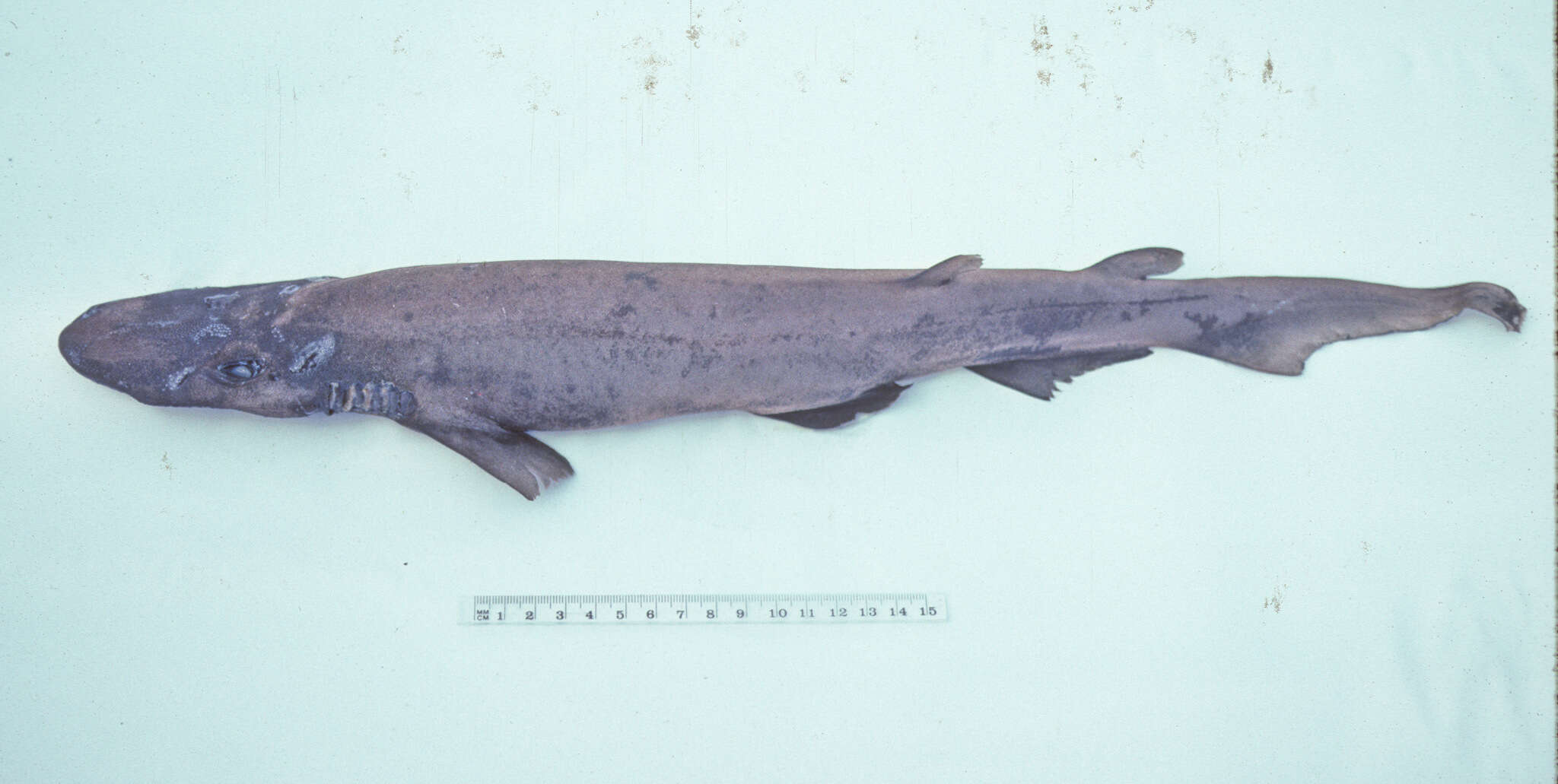 Image of Freckled Catshark