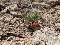 Image of freckled milkvetch