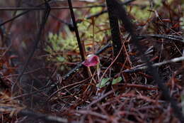 Image of Corybas rotundifolius (Hook. fil.) Rchb. fil.