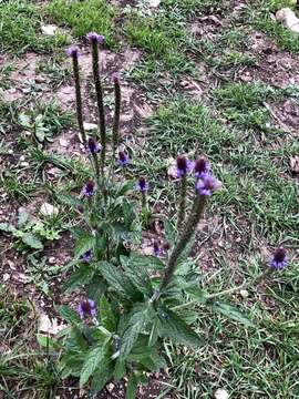 Image of New Mexico Vervain