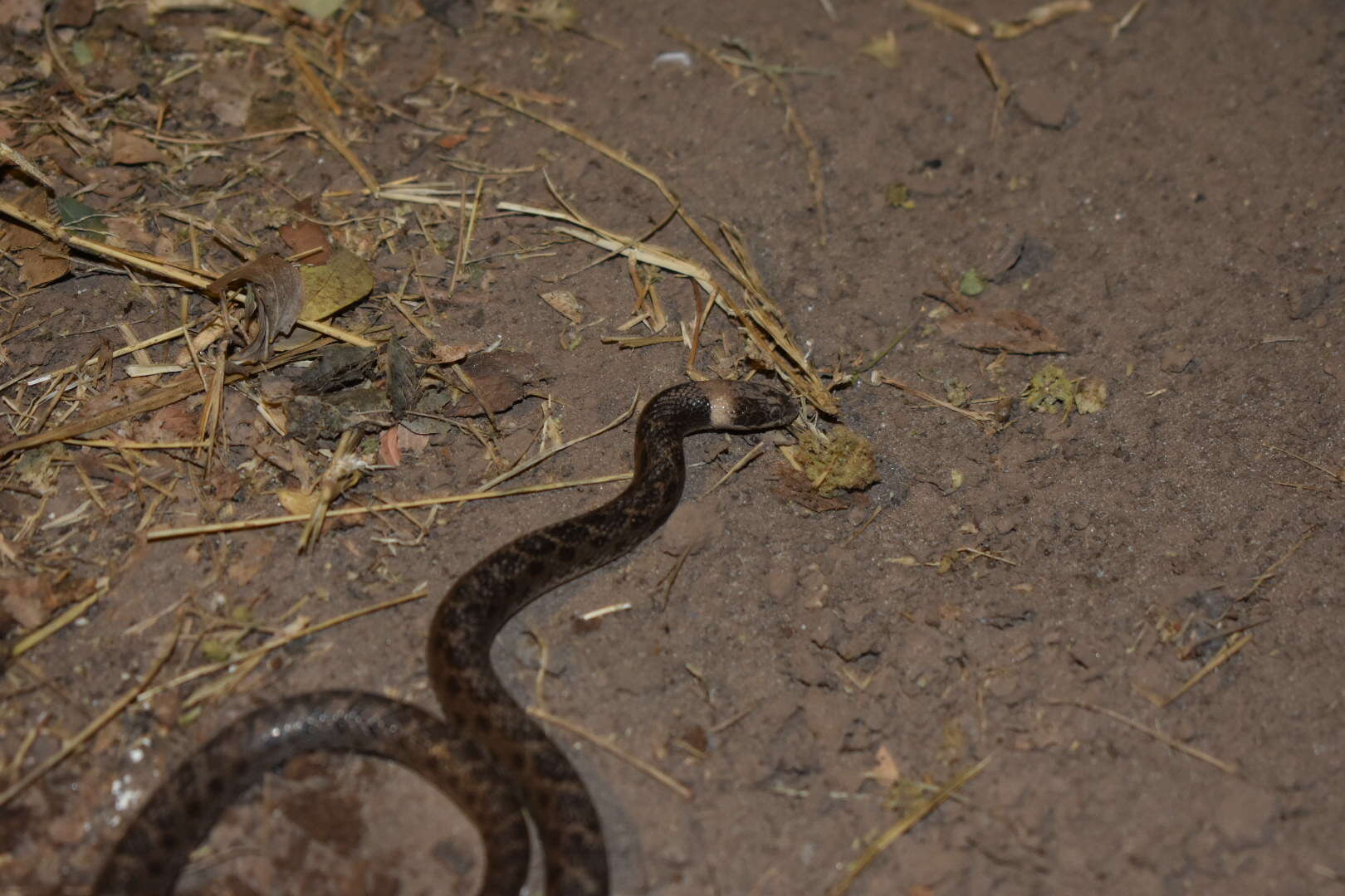 Image of Night Snake