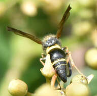 Image of Ancistrocerus unifasciatus (de Saussure 1853)