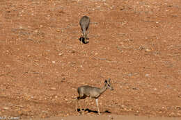 Image of Guenther's Dik-dik