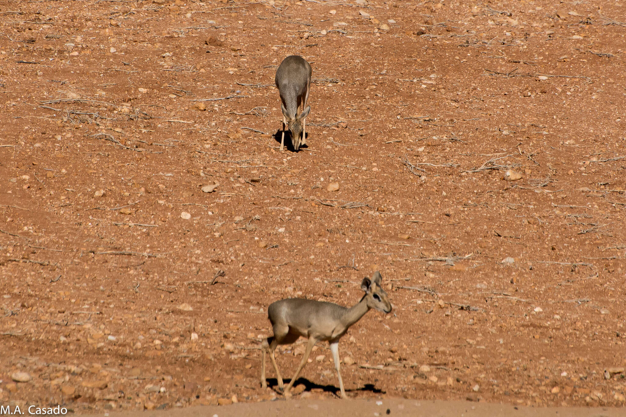 Image of Guenther's Dik-dik