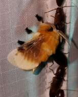 Image of Southern Flannel Moth