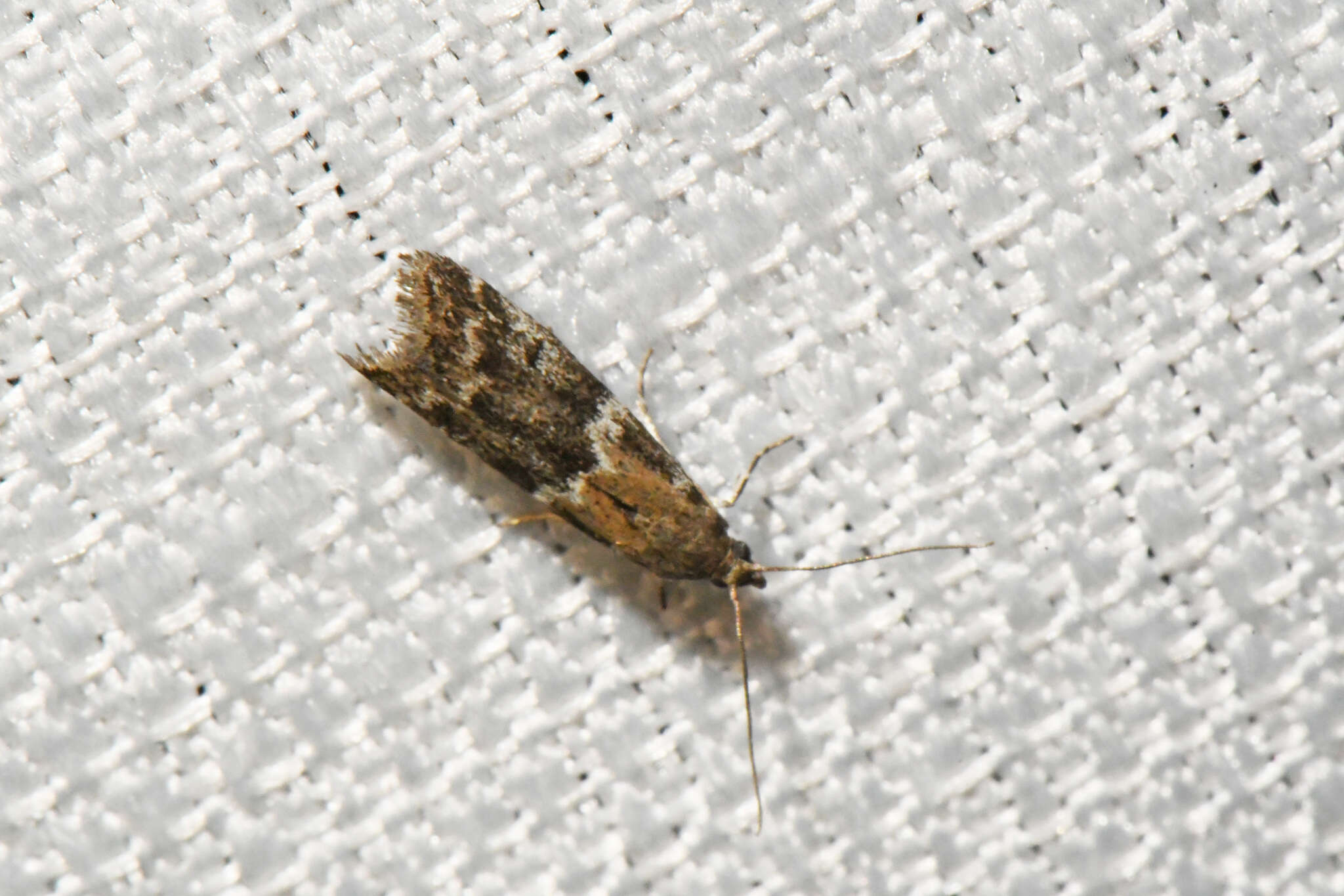 Image of Brower's Vitula Moth