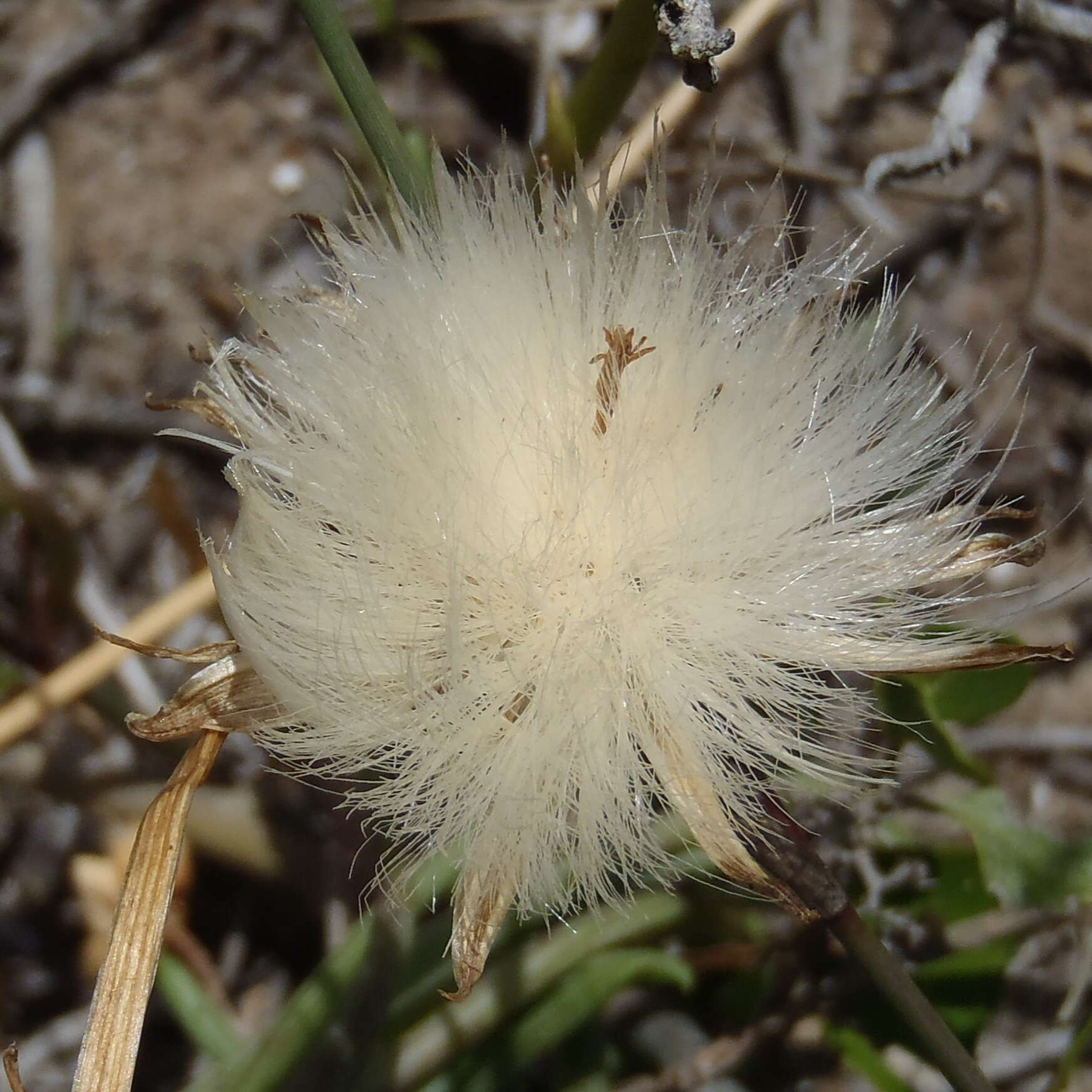 Plancia ëd Senecio alooides DC.