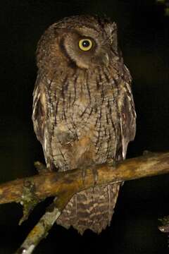 Image of Black-capped Screech Owl