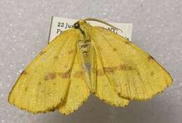 Image of Crocus Geometer Moth