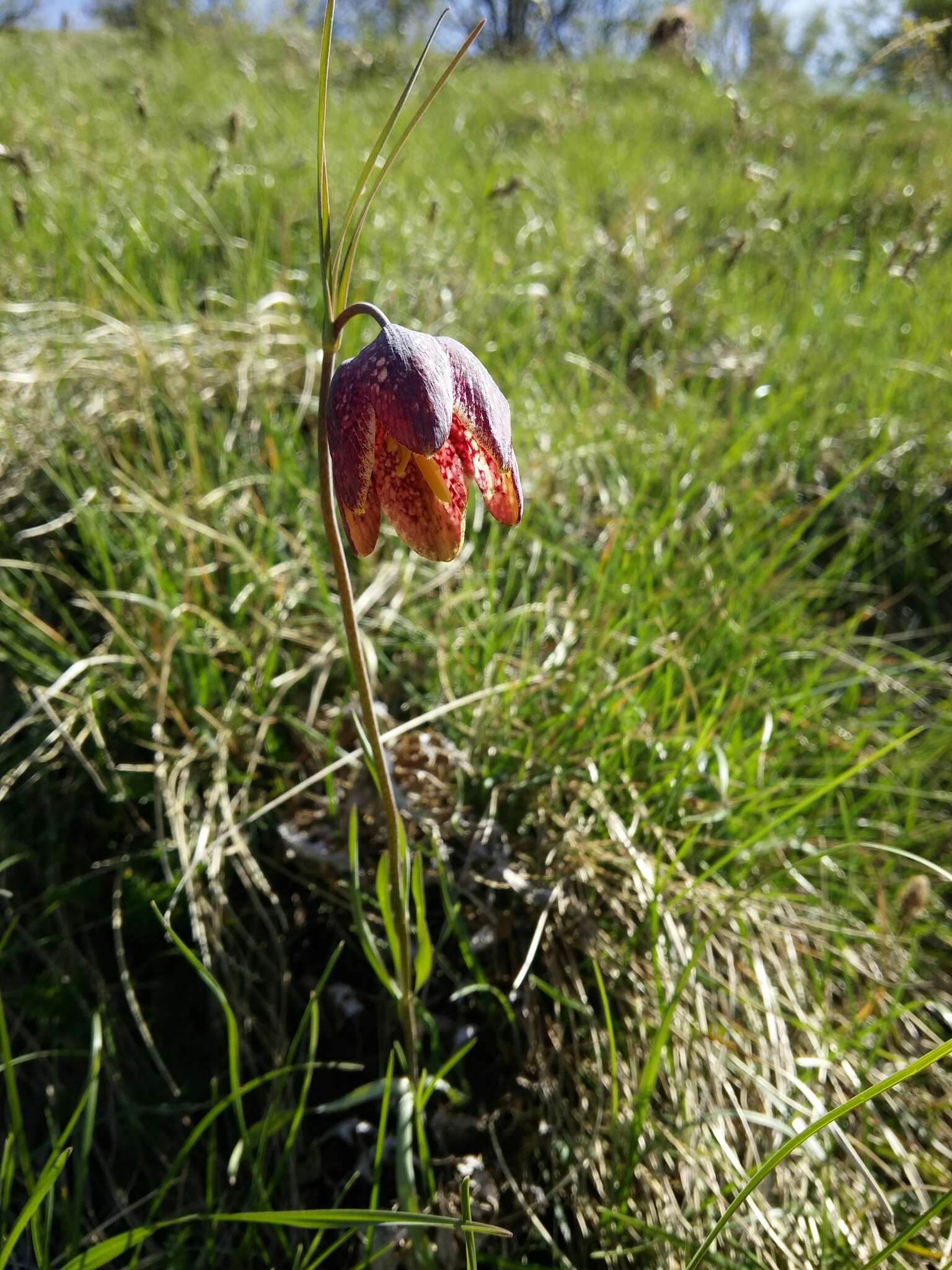 Image of Fritillaria montana Hoppe ex W. D. J. Koch