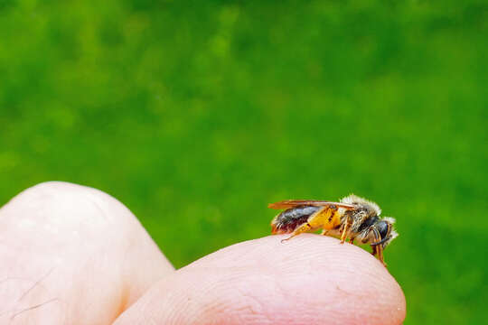 Andrena rufosignata Cockerell 1902 resmi