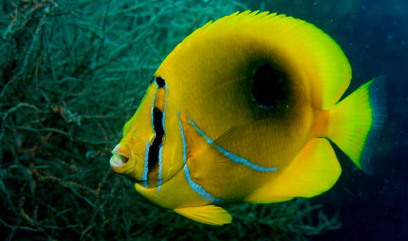 Image of Archer Butterflyfish