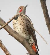 Image of Colaptes auratus cafer (Gmelin & JF 1788)