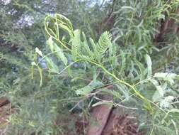 Слика од Prosopis juliflora (Sw.) DC.