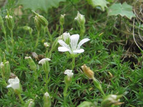 Image de Pseudocherleria inamoena (C. A. Mey.) Dillenb. & Kadereit