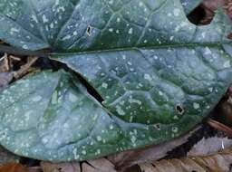 Image of Asarum rigescens var. brachypodion T. Sugaw.