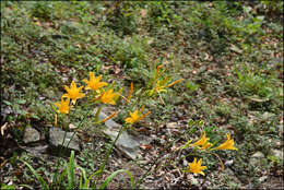 Слика од Hemerocallis hakuunensis Nakai