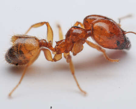 Image of Pheidole subarmata Mayr 1884