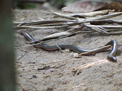 Sivun Argyrophis muelleri (Schlegel 1839) kuva