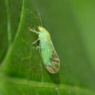 Image of Psylla carpinicola Crawford 1914