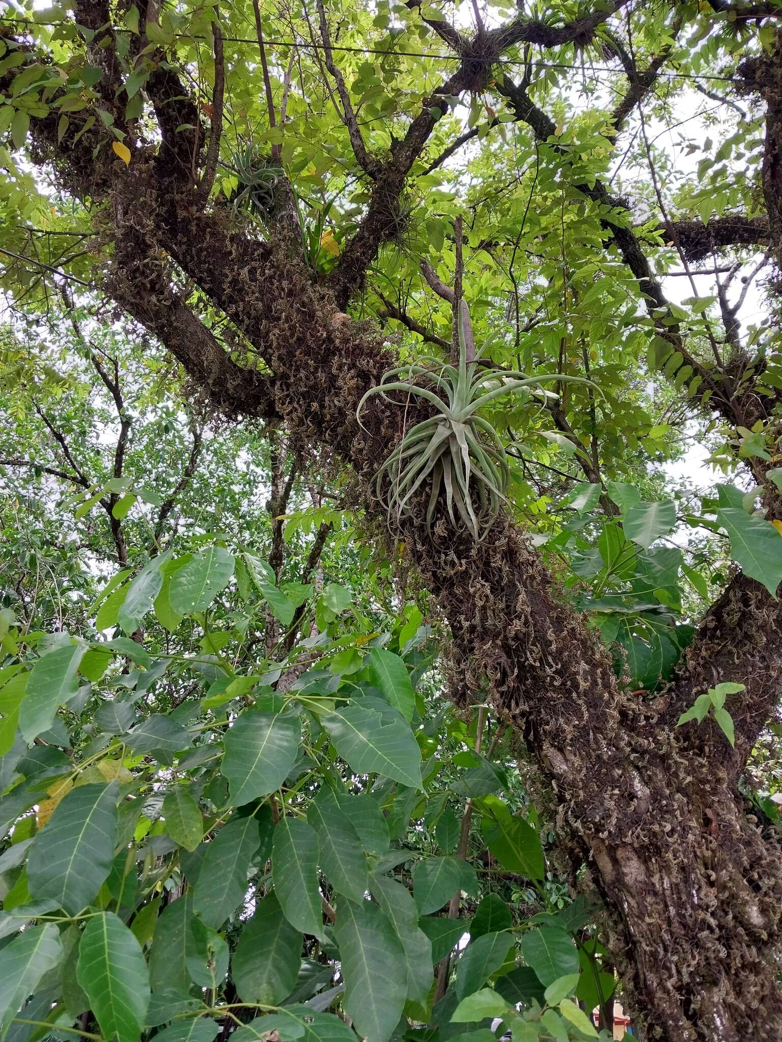 Слика од Tillandsia streptophylla Scheidw.