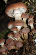 Image of Armillaria aotearoa I. A. Hood & Ramsfield 2016