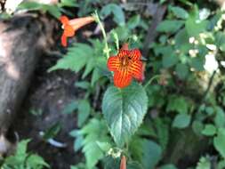 Image of Achimenes pedunculata Benth.