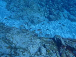 Image of Azores Chromis