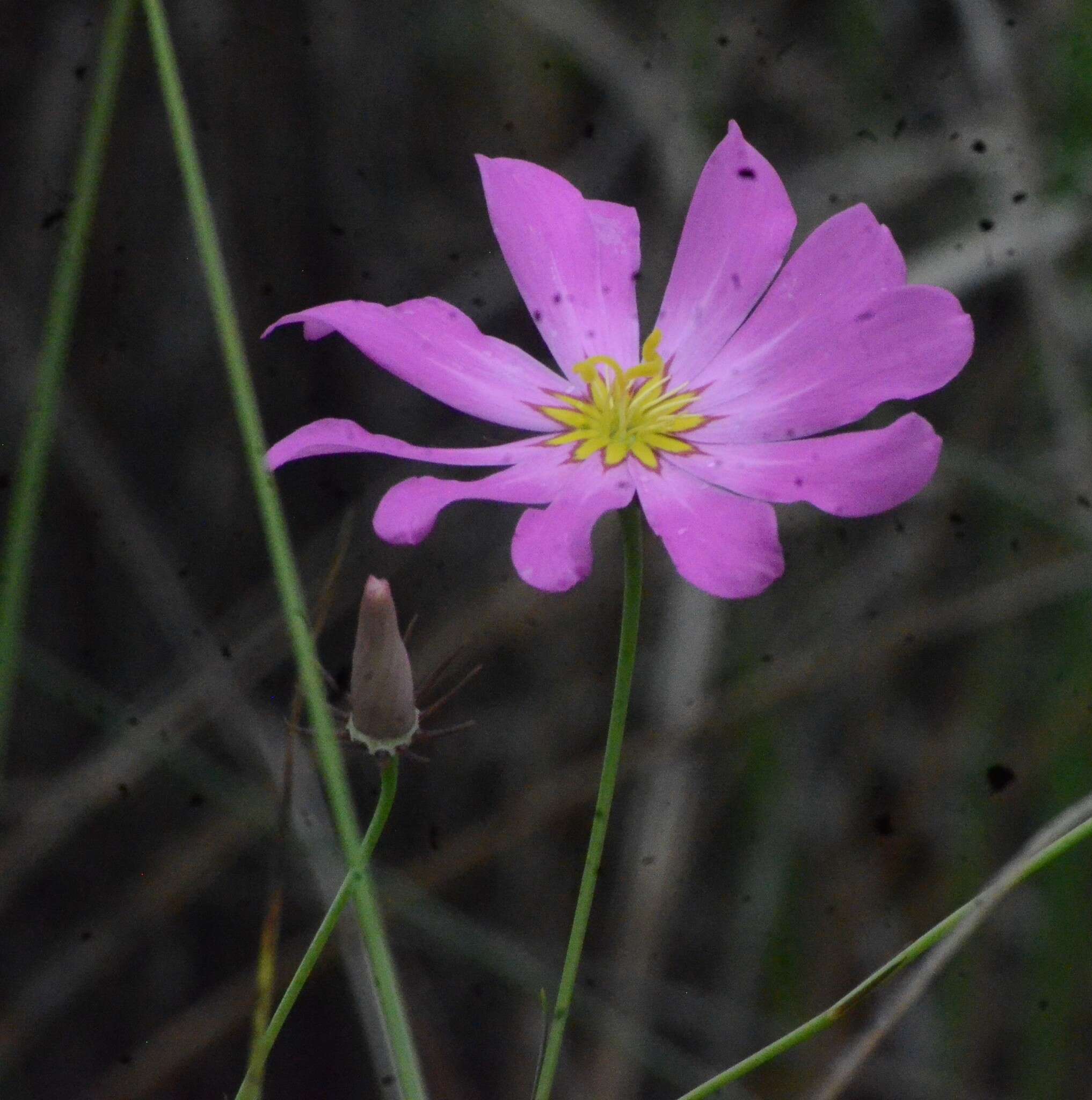 Sabatia bartramii Wilbur resmi