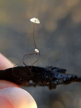 Image of Cryptomarasmius corbariensis (Roum.) T. S. Jenkinson & Desjardin 2014