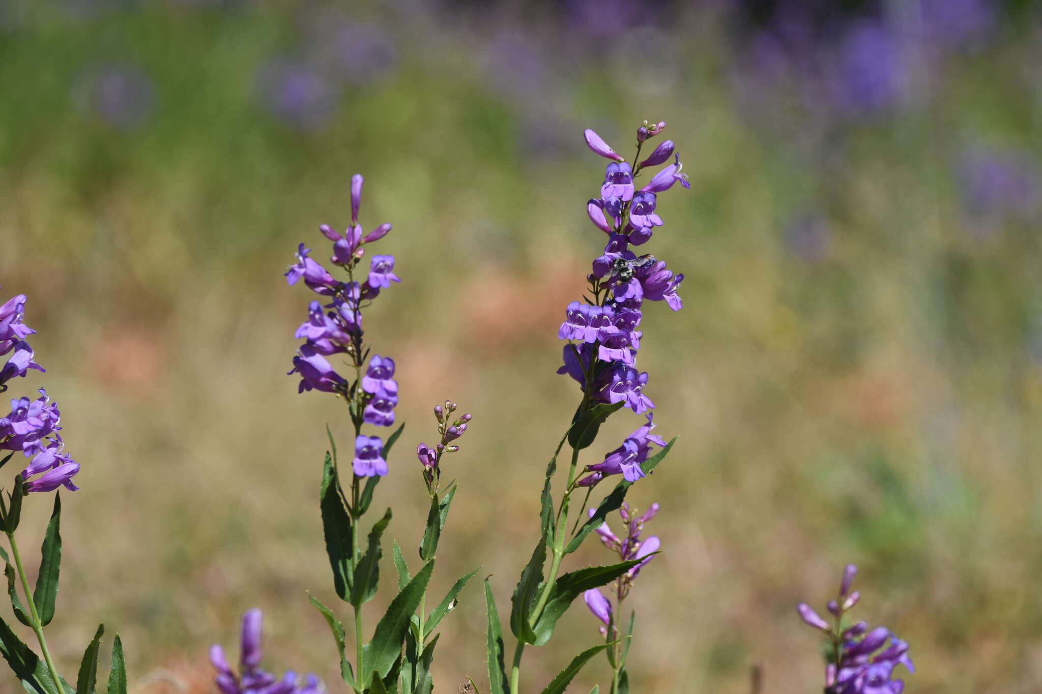 Image of Venus penstemon