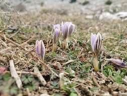 Image of Crocus variegatus Hoppe & Hornsch.