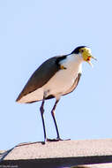 Image of Masked Lapwing