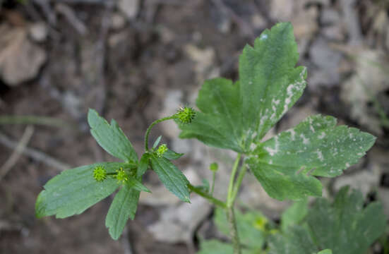 Ranunculus recurvatus Poir.的圖片