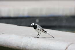 Image of Motacilla alba subpersonata Meade-Waldo 1901