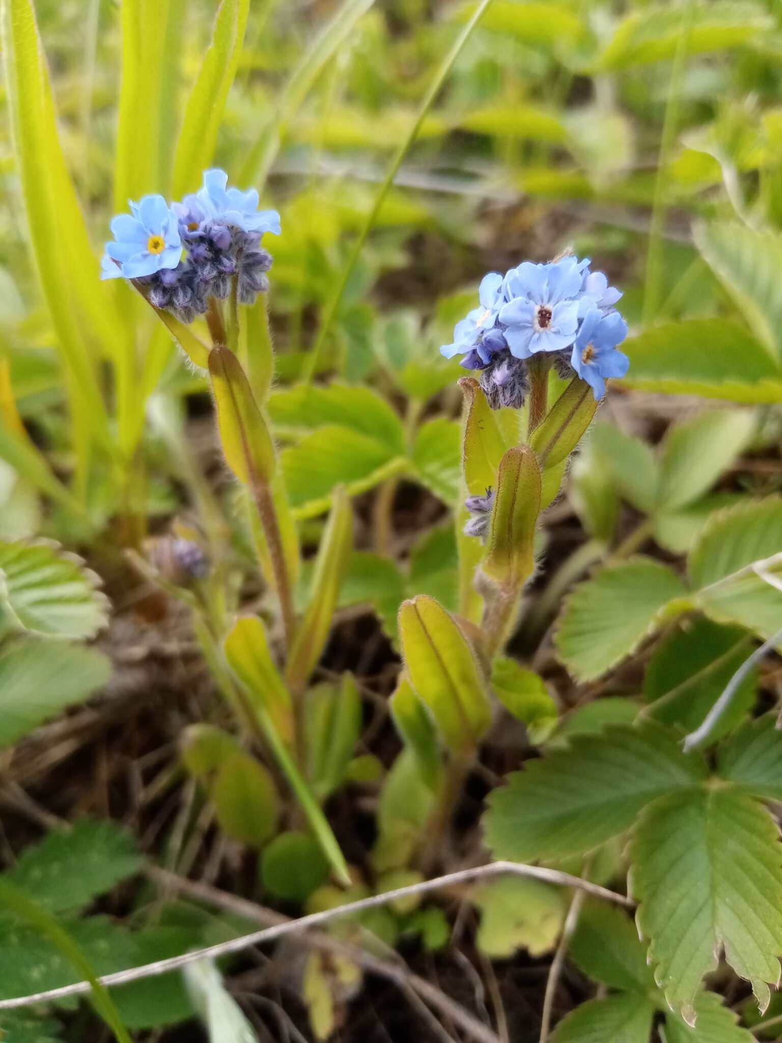 Image of Myosotis popovii Dobroc.