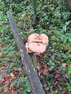 Image of Armillaria cepistipes Velen. 1920