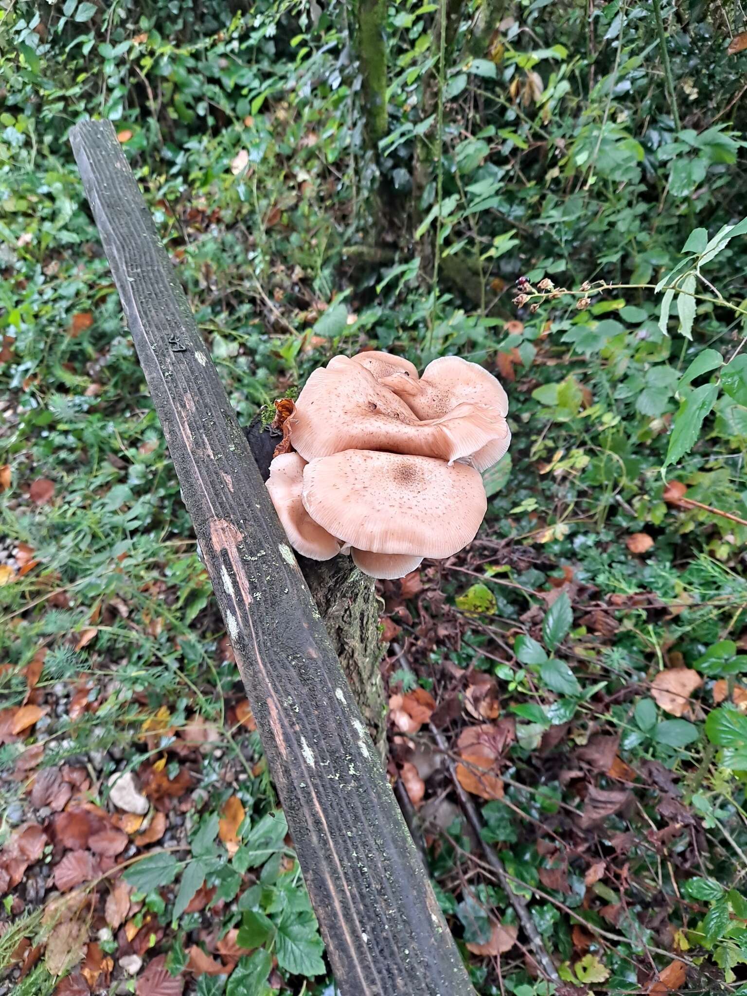 Imagem de Armillaria cepistipes Velen. 1920