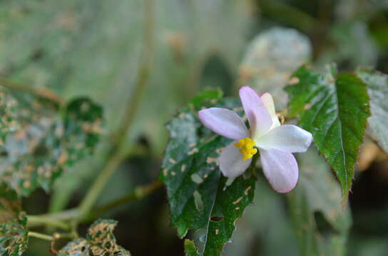 Image of Begonia buimontana Yamam.