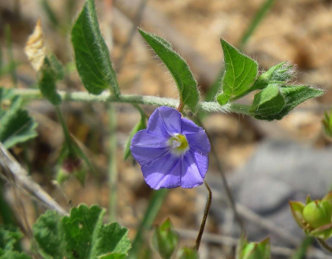 Image de Convolvulus siculus L.