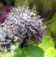 Plancia ëd Leucospermum winteri J. P. Rourke