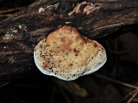 Image of Perenniporia ochroleuca (Berk.) Ryvarden 1972