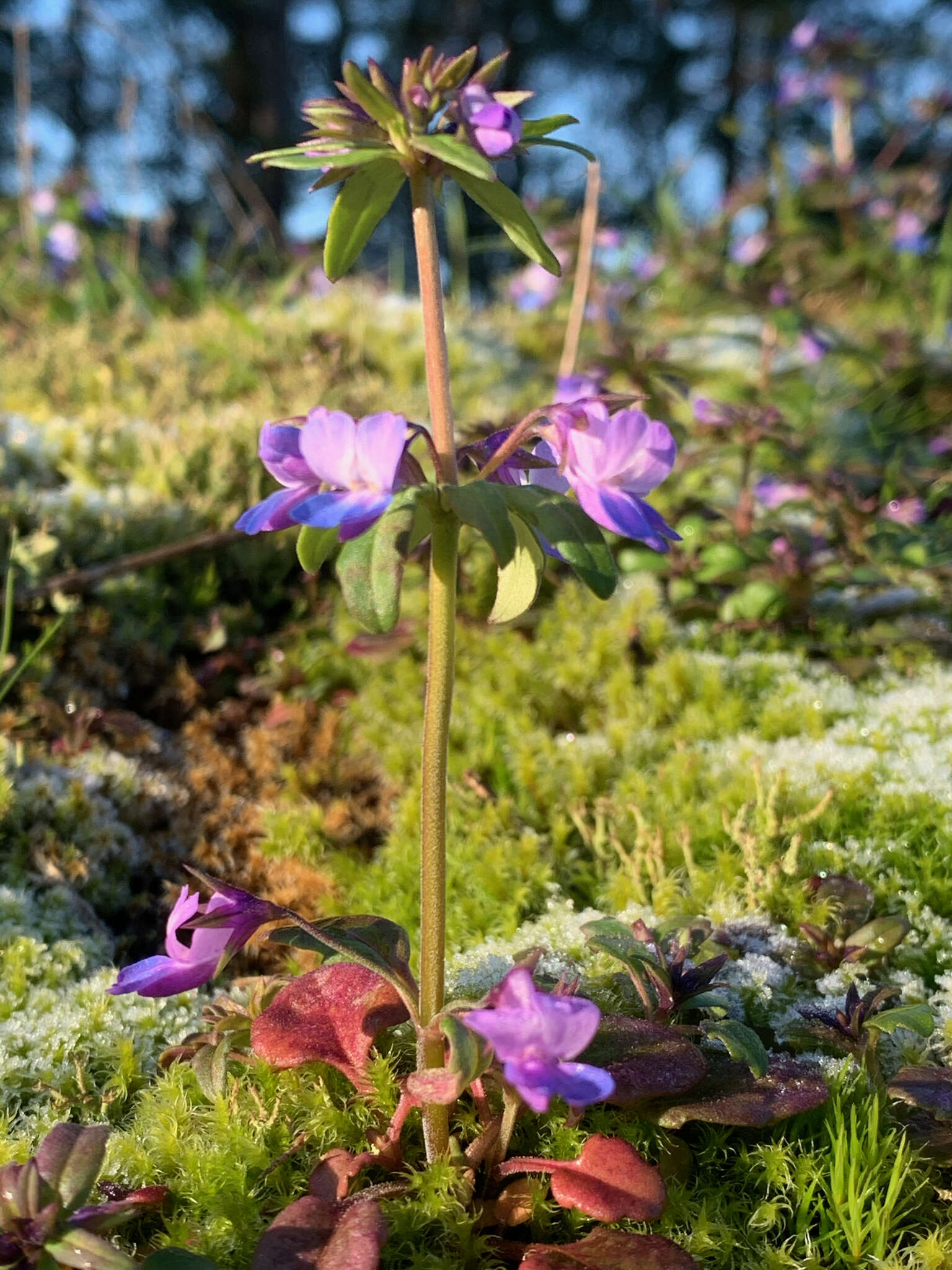 Sivun Collinsia grandiflora Dougl. ex Lindl. kuva