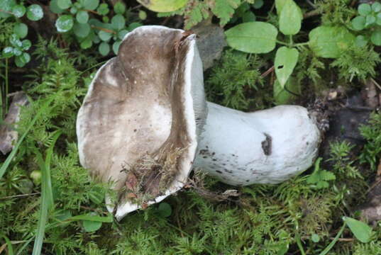 Image of Russula albonigra (Krombh.) Fr. 1874